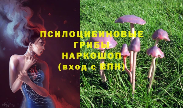 ГАЛЛЮЦИНОГЕННЫЕ ГРИБЫ Аркадак